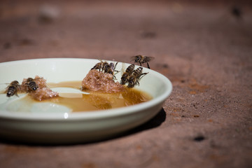 Bees eating shaggy sugar lying on a plate close up