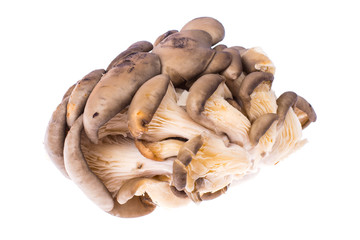 Pile of fresh raw oyster mushrooms isolated on white background