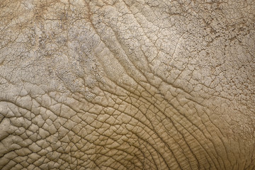 elephant skin texture