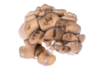 Pile of fresh raw oyster mushrooms isolated on white background