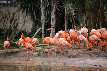 pink flamingos in the water