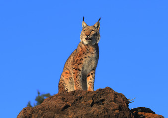 Obraz premium Lynx