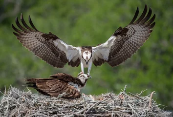 Deurstickers Osprey © Harry Collins
