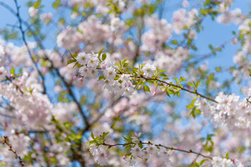 Sakura - Kirschblüte im Frühling in Berlin