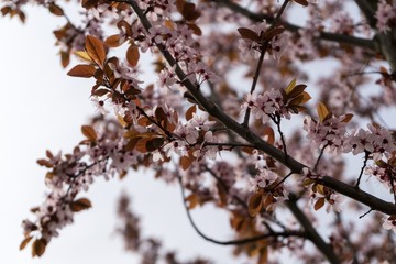 Spring tree flowering. Pink flowers. Slovakia
