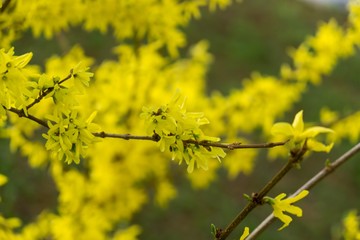 Spring tree flowering - Forsythia flower. Slovakia