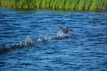Fototapeta premium Running away bird duck on surface of water