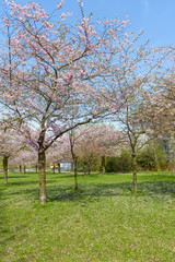 Sakura - Kirschblüte im Frühling in Berlin