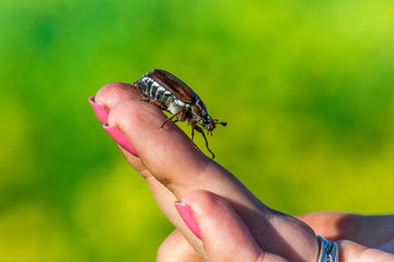 Common Cockchafer (Melolontha melolontha), known as a May bug or Doodlebug. European beetle pest on finger in Summer