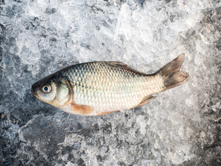 Raw fish after fishing on crash ice. Winter fishing. Just trapped fish lies on ice. Russia.
