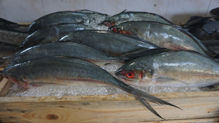 fresh fish