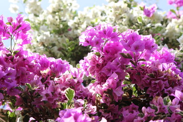 bougainvillea  in bloom