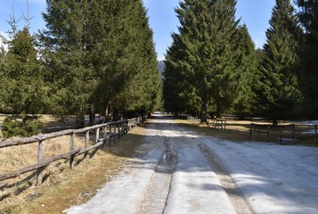 Sterrato innevato in Cansiglio