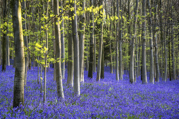 Colorful Vibrant Bluebell landscape in Spring beech tree forest at sunrise