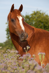 Naklejka na ściany i meble Portrait of nice horse on meadow violet flowers