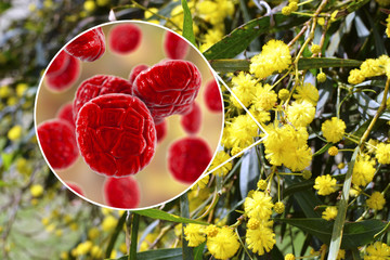 Mimosa pollen, close-up view, 3D illustration, and photo of mimosa flowers. Pollen is a factor...