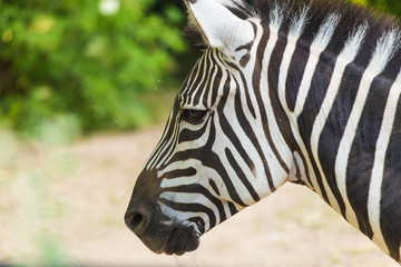 Zebra close up portrait. Wild animal in nature