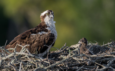 Fototapeta premium Osprey with a Chick