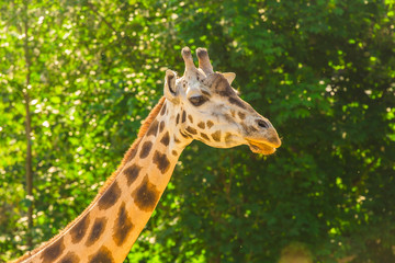 Close up portrait of giraffe