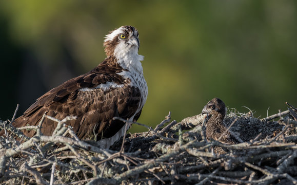 Osprey with a Chick