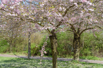 Sakura - Kirschblüte im Frühling in Berlin