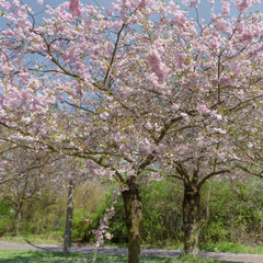 Sakura - Kirschblüte im Frühling in Berlin
