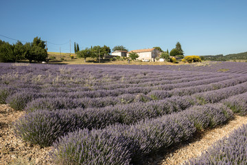 Lavender field in Provence, near Sault, France