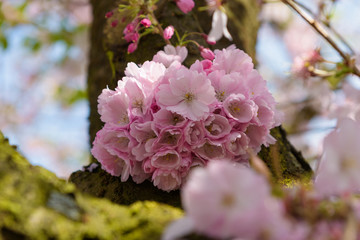 Sakura - Kirschbl&uuml;te im Fr&uuml;hling in Berlin