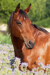 Obraz premium Portrait of nice horse on meadow violet flowers