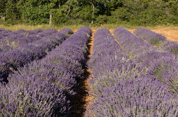Lavender field near Sault in Provence,  France.
