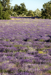 Lavender field near Sault in Provence,  France.