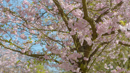 Sakura - Kirschblüte im Frühling in Berlin