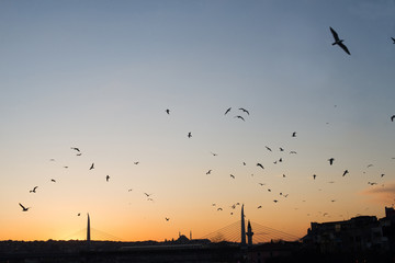 Naklejka na ściany i meble View on Istanbul coastline on sunset, cityscape with bridge and seagulls flying in the sky, popular touristic view from Galata bridge