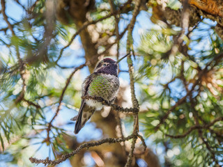 Anna's hummingbird