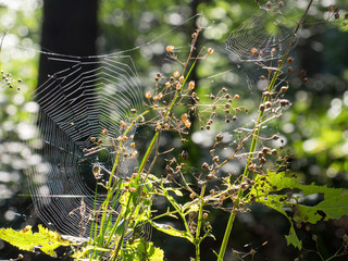 web