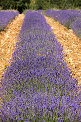 Fototapeta premium Lavender field in Provence, near Sault, France