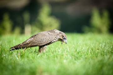 A Hawk hunting and just landed on his prey