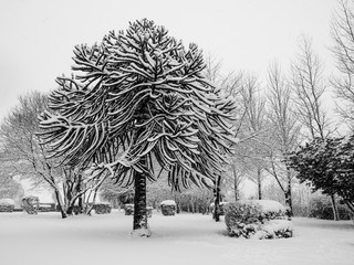 Monkey Tree covered in snow at winter time