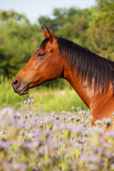 Naklejka na ściany i meble Portrait of nice horse on meadow violet flowers