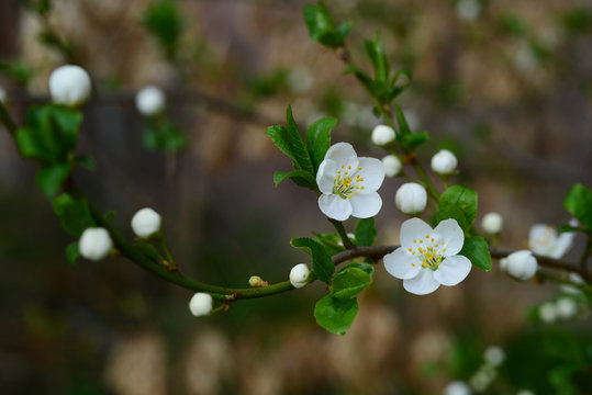 Plum tree flowering branch on blurry background
