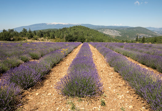 Lavender field near Salt and Mont Ventoux in the background. Provence, France