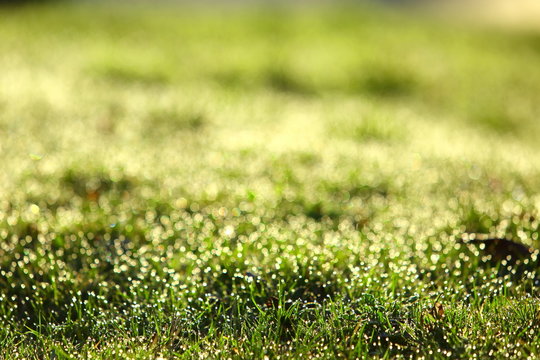 Morning dew in the sun on thin leaves of green grass.
