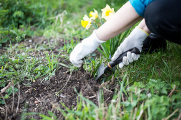 Senior woman pulling out some weeds on her huge garden during spring time, clearing garden, garden concept
