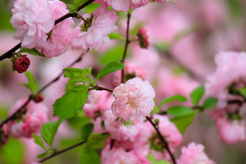 Fototapeta na wymiar Cherry blossoms