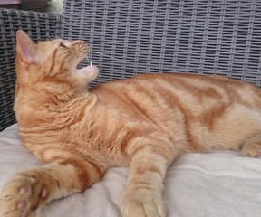 Chat tigré roux