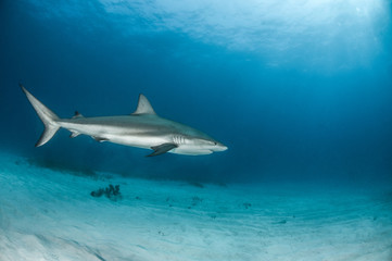 Caribbean Reef Shark at the Bahamas