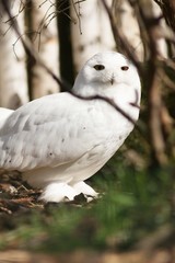 Bubo scandiacus - Snowy owl is a monotypical species of protected owl