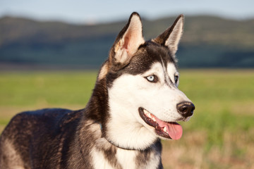 Portrait of nice husky