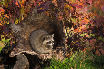 Raccoon (Procyon lotor) Raises Paw Inside Log