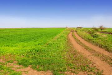 green wheat  field and dirt road